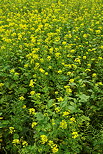 Photo de fleurs de colza dans un champ en Haute Savoie