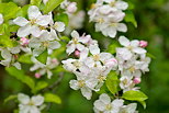 Photo de fleurs de pommiers au printemps