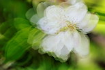 Photographie abstraite d'une fleur de pommier au printemps