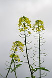 Photographie de fleurs de colza sur fond de ciel gris en automne