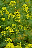 Photo de fleurs de colza en Haute Savoie