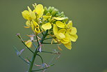 Photo d'une fleur de colza