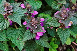 Photo des premires plantes du printemps