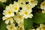 Image de primevres en fleurs