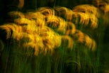 Photographie d'un bouquet de pissenlits dans un champ