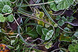 Picture of herbs and plants frosted by an autumn morning