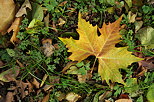 Image de feuilles d'automne