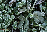 Photographie de cristaux de givres sur des plantes en automne