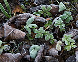 Photo de plantes et de feuilles givres un matin d'automne