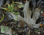 Image de feuilles d'automne givres