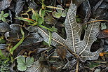 Photo du gel matinal sur des feuilles d'automne