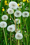 Photographie de pissenlits en fleurs