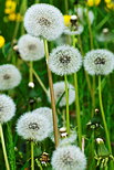 Photo de pissenlits en fleurs dans l'herbe verte