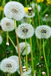 Image de fleurs de pissenlits