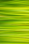 Abstract picture of summer grass