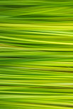 Image abstraite avec les lignes et les couleurs de l'herbe en été
