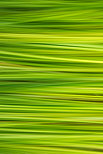 Image abstraite avec les lignes et les couleurs de l'herbe en t