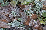 Photo of some frosted leaves by an autumn morning