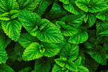 Image of green melissa leaves