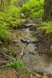 Image du ruisseau de Vaubarnier dans le Massif des Maures