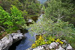 Photographie de la rivire de la Verne dans la fort du Massif des Maures