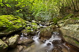 Image de petites cascades en sous bois le long du torrent du Fornant