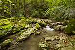 Photographie du torrent du Fornant courant en sous bois