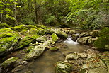 Photographie du torrent du Fornant courant en sous bois