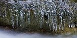 Photographie de stalactites de glace sur un rocher dans la rivire du Fornant
