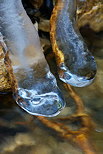 Image de racines recouvertes de glace dans le ruisseau du Fornant en Haute Savoie