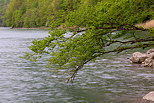 Photo de branches de printemps au dessus du Rhne prs d'Arcine en Haute Savoie