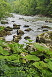 Image de la vgtation luxuriante sur les berges de la rivire du Chran en Haute Savoie