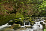 Image de la rivire de la Valserine cascadant  travers la fort du PNR du Haut Jura