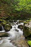 Photographie de la rivire de la Valserine cascadant en sous bois dans le PNR du Haut Jura