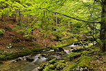 Photo de la fort et de la rivire de la Valserine dans le Parc Naturel Rgional du Haut Jura