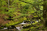 Photographie de la Valserine cascadant  travers la fort du Parc Naturel Rgional du Haut Jura