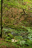 Photo de la rivire de la Valserine traversant la fort du PNR du Haut Jura