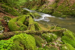 Photo de troncs et de rochers recouverts de mousse sur les bords de la Valserine