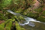 Image des berges de la Valserine dans le Parc Naturel Rgional du Haut Jura