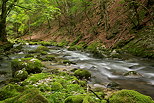 Photographie de la rivire de la Valserine dans la fort de montagne du Haut Jura