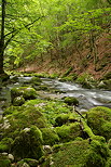 Image de la rivire de la Valserine  travers la fort de printemps