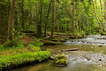 Photograph of Herisson river running through the forest in french Jura