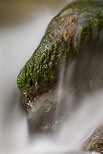 Image d'un rocher moussu et color dans le flot du torrent du Fornant