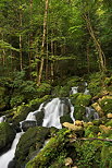 Photographie de cascades en sous bois dans la fort du Jura prs de Septmoncel