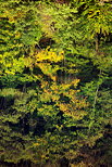 Photo d'une forêt d'automne reflétée dans l'eau du Rhône