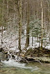 Image de rivière en hiver dans la forêt du Massif des Bauges