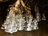 Photographie de stalactites de glace en forme de clochettes dans la rivière de la Valserine