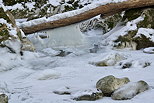 Photo du torrent du Fornant dans la glace pendant l'hiver 2012