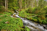 Photo d'un torrent de printemps dans la fort de la Valserine