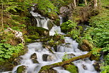 Photo de petites cascades de printemps  travers la fort de la Valserine